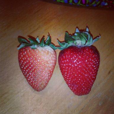 Side by side comparison - ordinary Trader Joe's strawberry on the left, Premium Trader Joe's strawberry on the right.